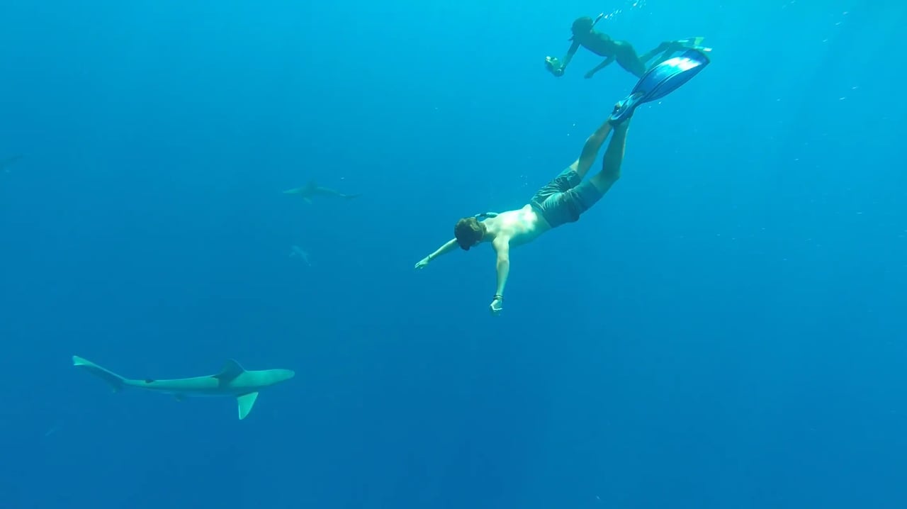 Taucher schwimmt mit Haien im Ozean vor Hawaii.
