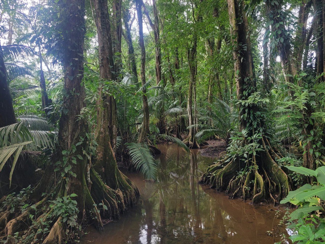 Hohe bewachsene Bäume ragen über einem kleinen Wasserlauf, umgeben von dichter, tropischer Vegetation.