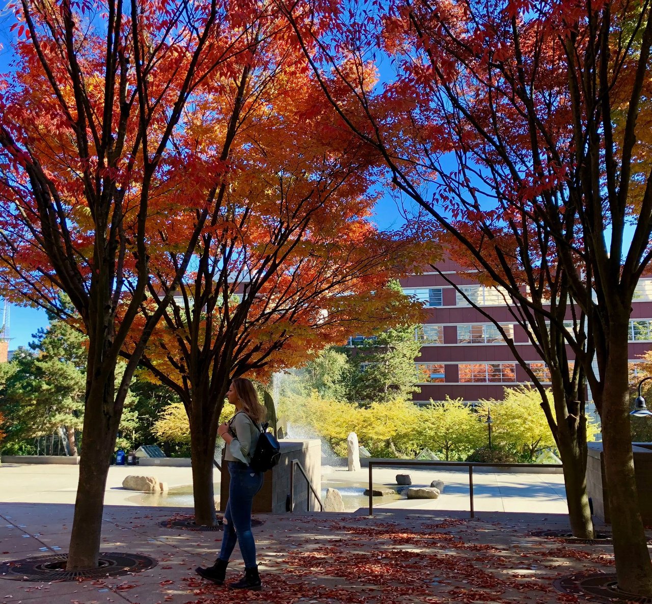 Bunte Herbstbäume und der Campus der Kwantlen Polytechnic University mit Studierenden.