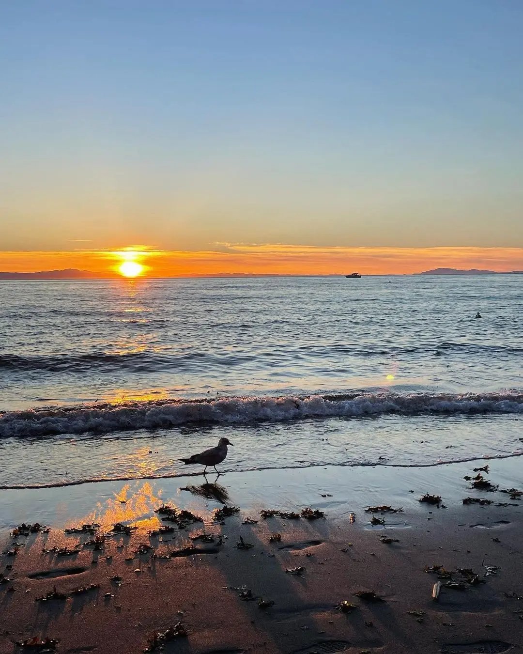 Sonnenuntergang am Strand mit einer Möwe im Vordergrund, Vancouver, Kanada.