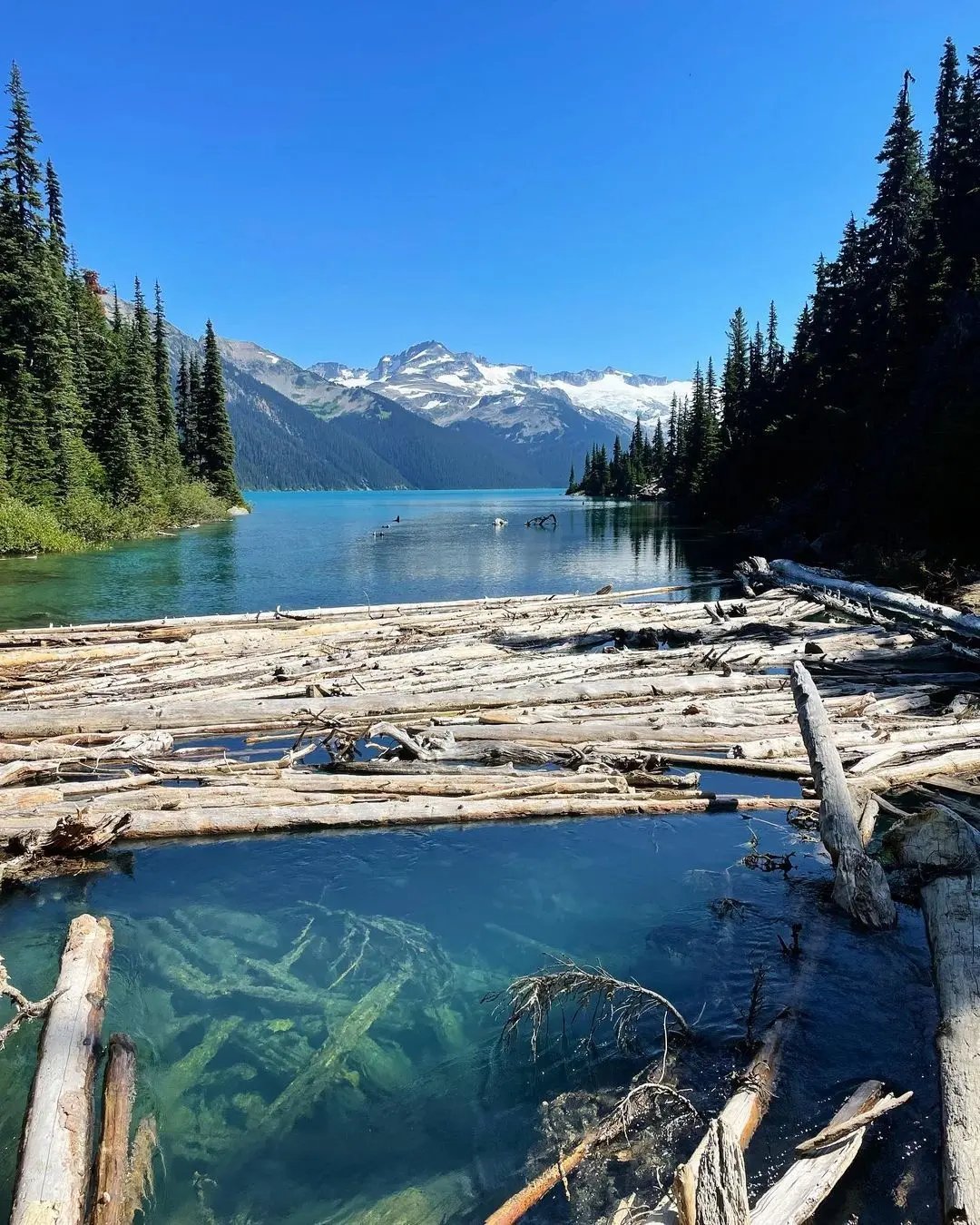 Atemberaubender Blick auf einen See mit schwimmenden Baumstämmen und Bergen im Hintergrund in British Columbia, Kanada.