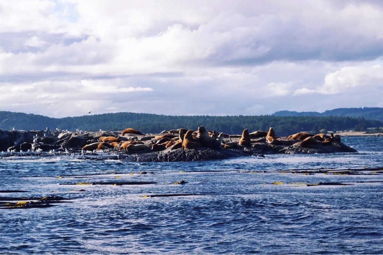Seehunde auf einer Insel vor der Küste von Kanada.