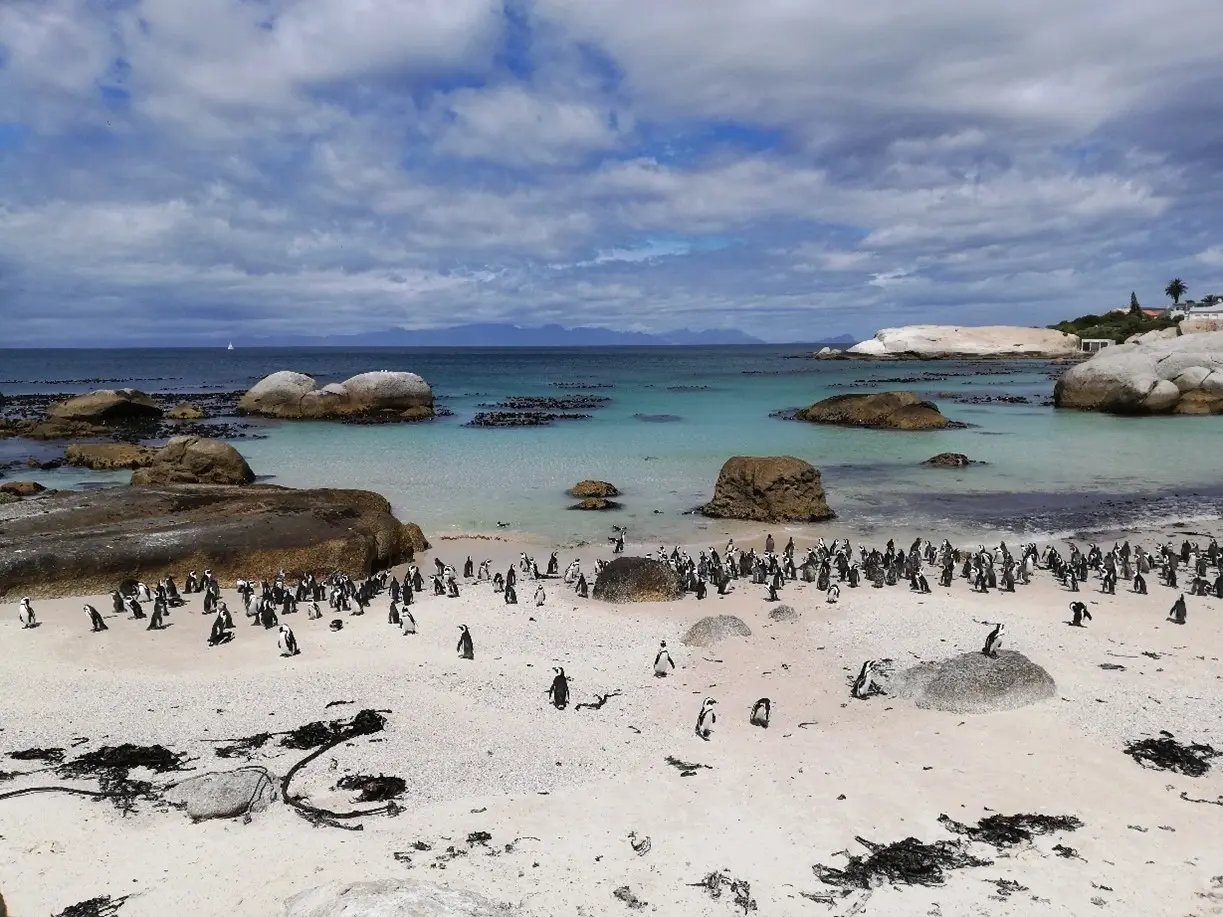 Boulders Beach mit Pinguinen, eine Attraktion Afrikas.