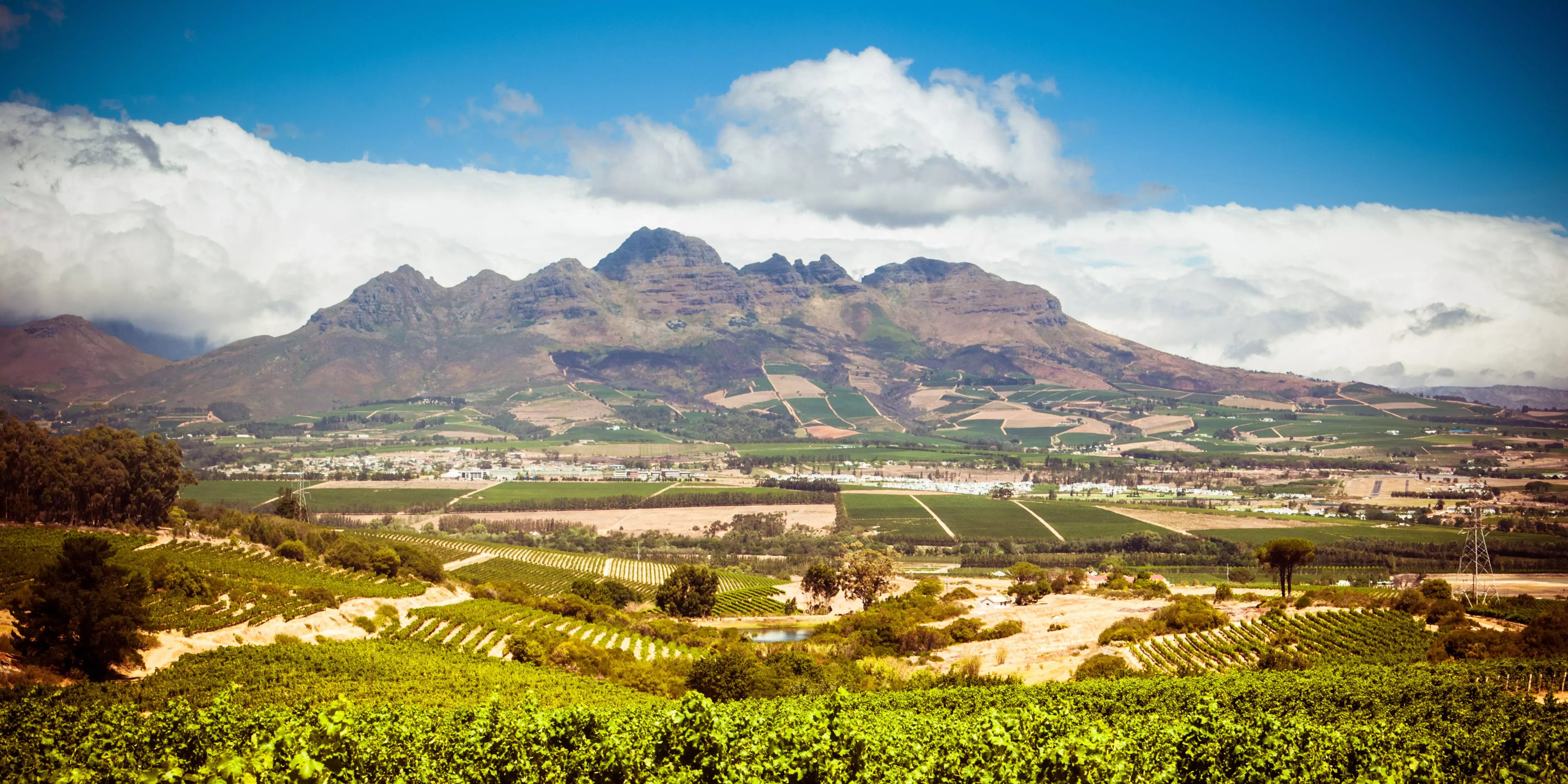 Landschaft in Südafrika mit Weinbergen und Bergen im Hintergrund. 