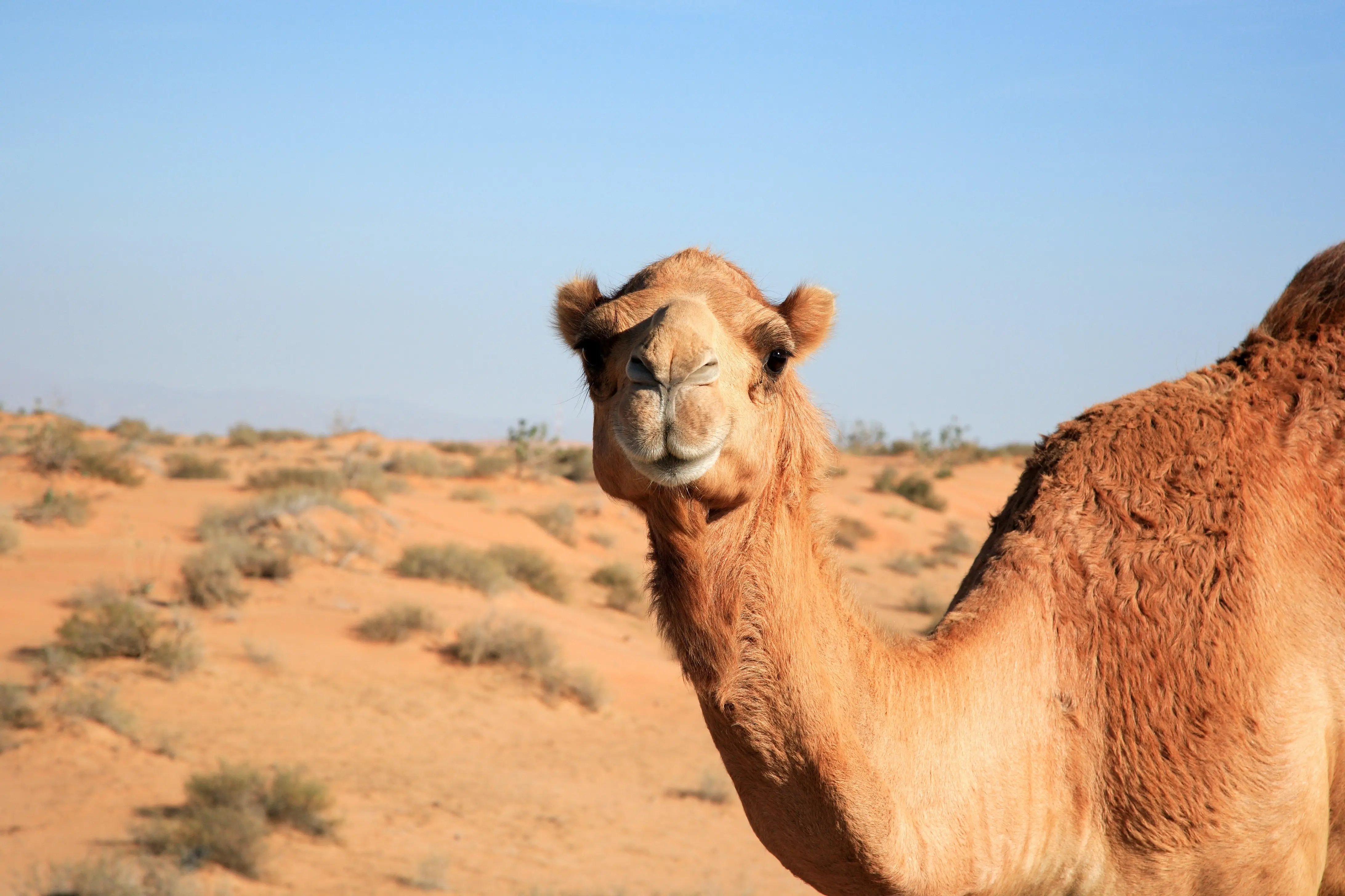 Kamel in Wüstenlandschaft Dubais