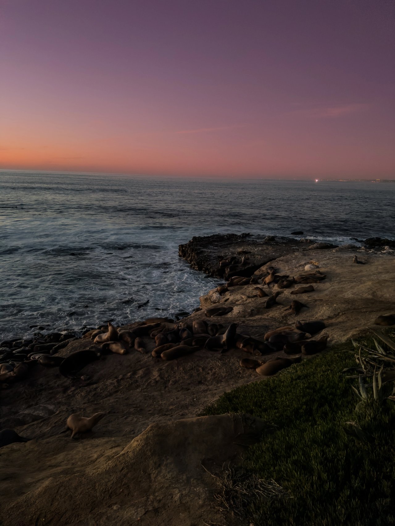 Sonnenuntergang am Pazifik mit Seelöwen auf den Felsen an der Küste von San Diego.