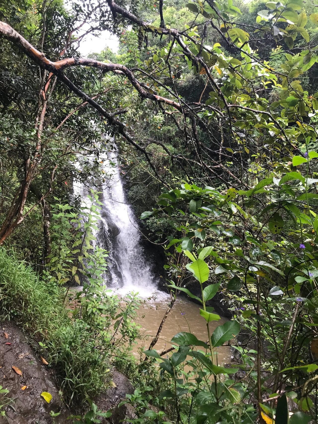Wasserfall inmitten tropischer Vegetation auf Oʻahu, umgeben von dichten Bäumen.