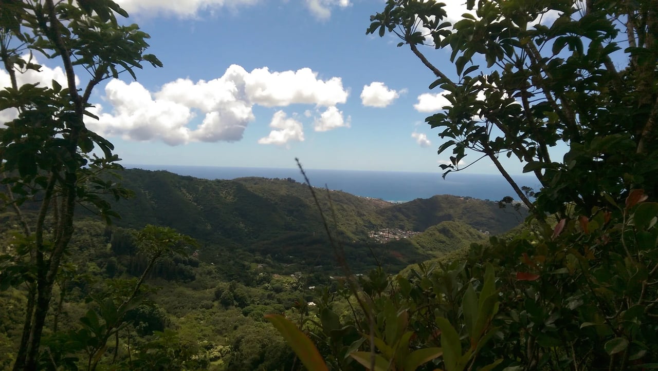 Grüne Berglandschaft Hawaiis mit Meerblick und Bäumen im Vordergrund.